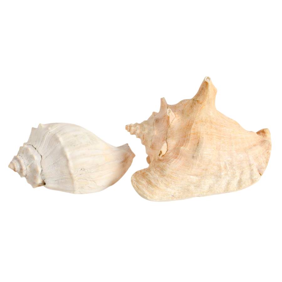 Whelk Shell and Queen Conch Shell Combo-2