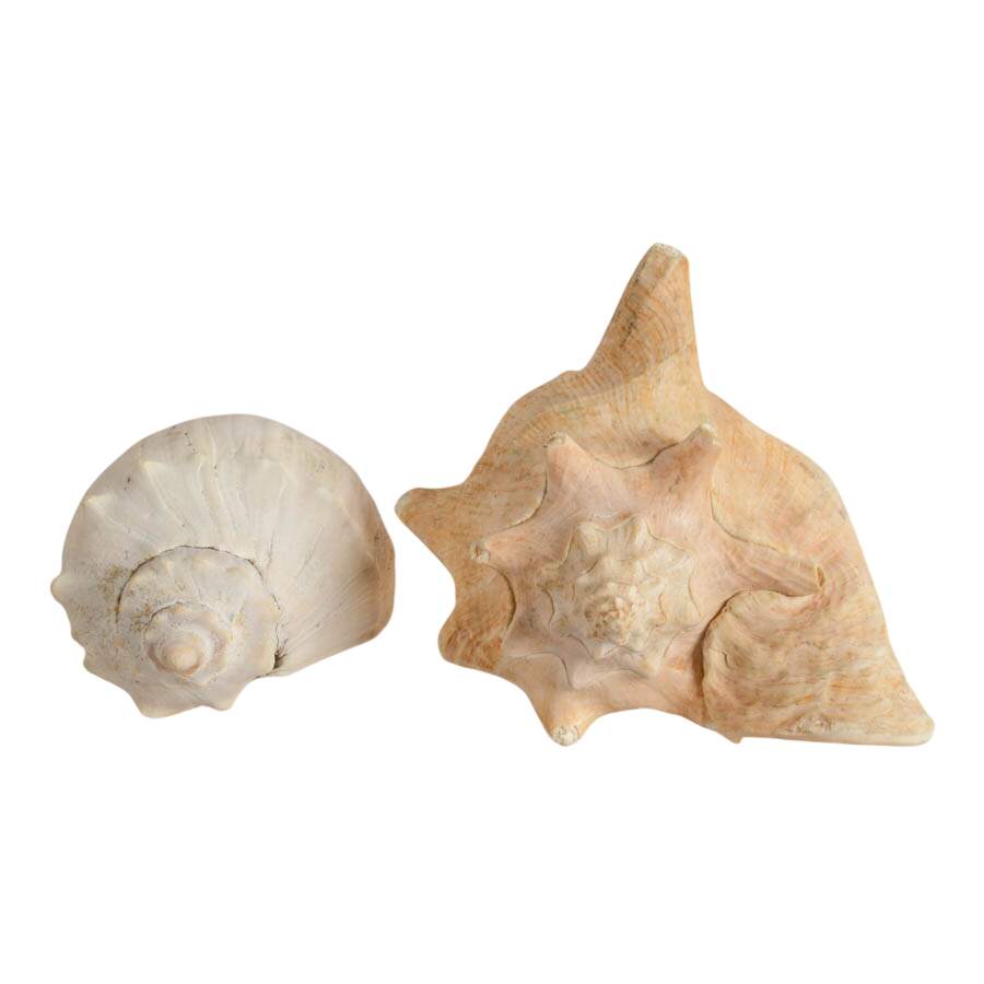 Whelk Shell and Queen Conch Shell Combo-1