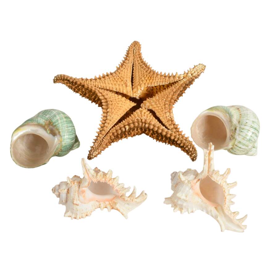 Five-Piece Coastal Ocean Treasures Décor Set-9