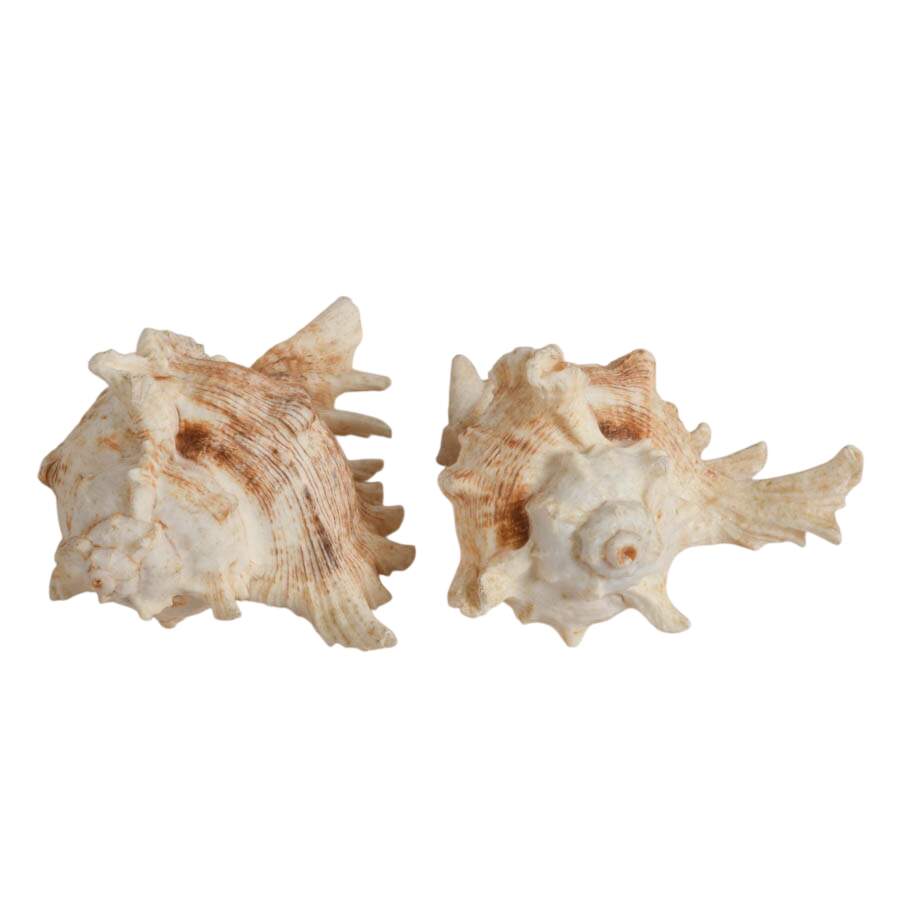 Five-Piece Coastal Ocean Treasures Décor Set-7