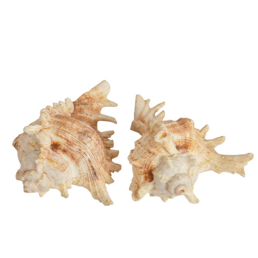Five-Piece Coastal Ocean Treasures Décor Set-6