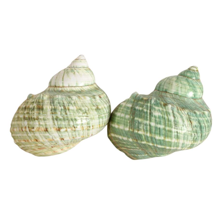 Five-Piece Coastal Ocean Treasures Décor Set-4