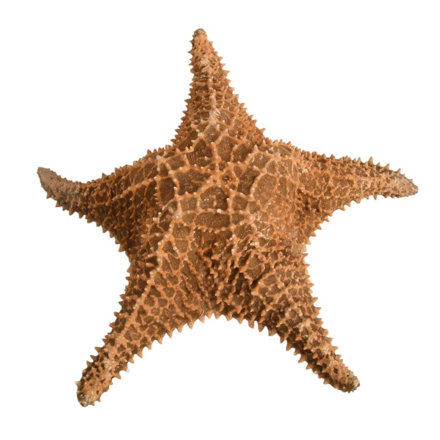 Five-Piece Coastal Ocean Treasures Décor Set-2