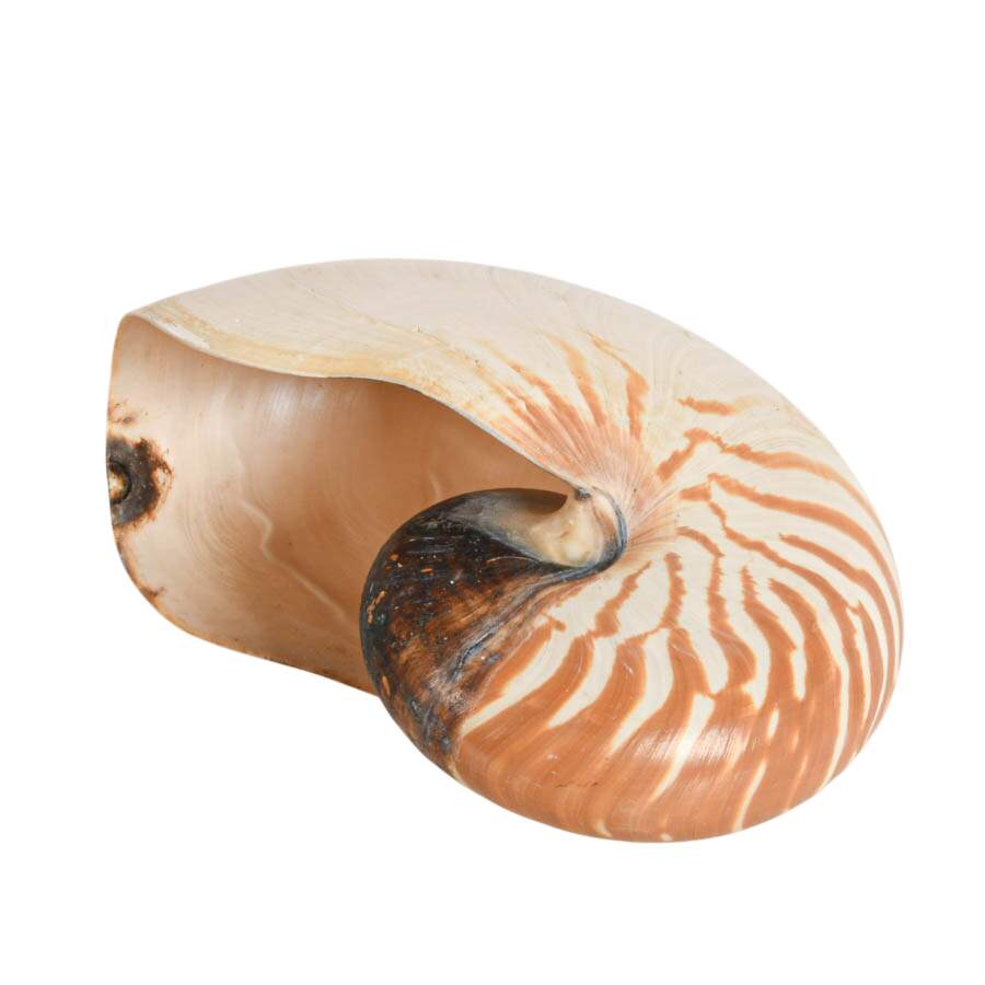 Melo Melo Shel and Two Nautilus Shells-7