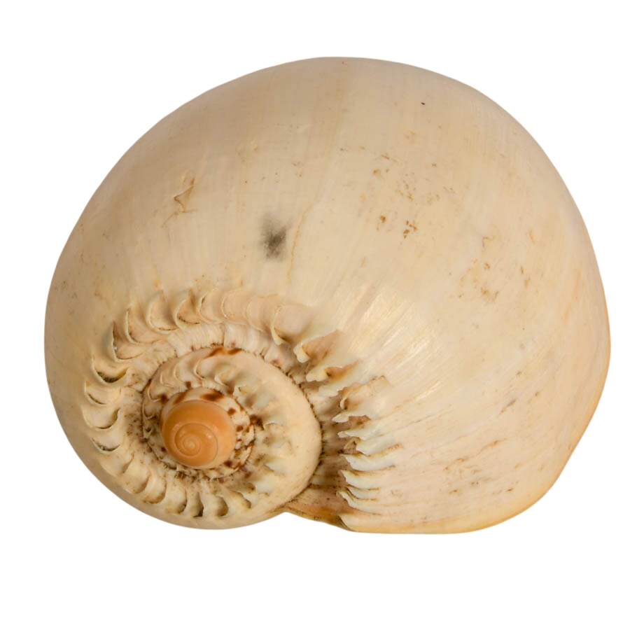 Melo Melo Shel and Two Nautilus Shells-5