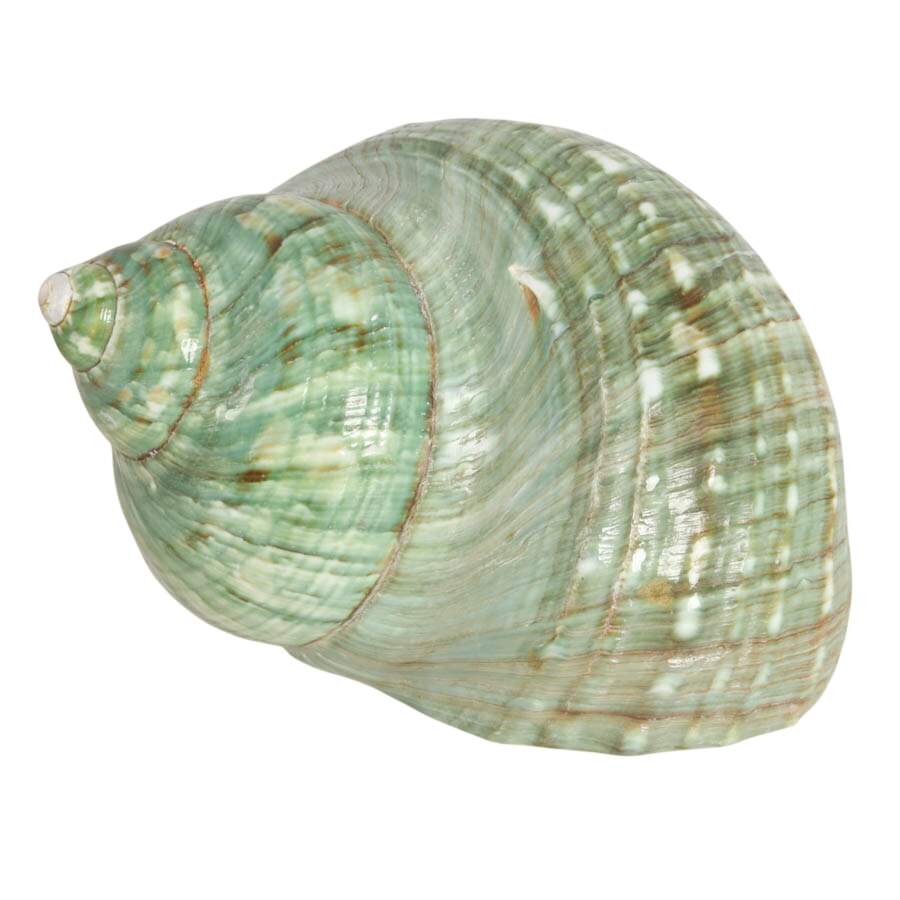 Melo Melo Shel and Two Nautilus Shells-4