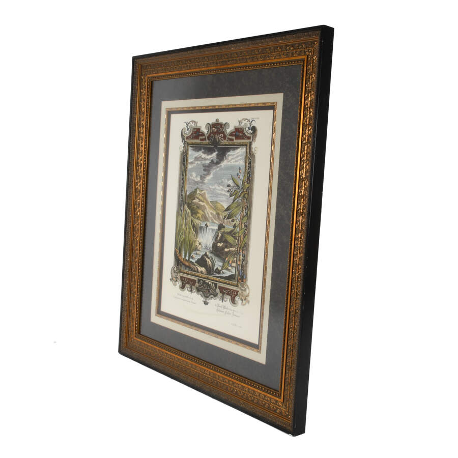 Framed Etching by Johann J. Scheuchzer, Titled "Calamus Aromaticus Casiais"-3