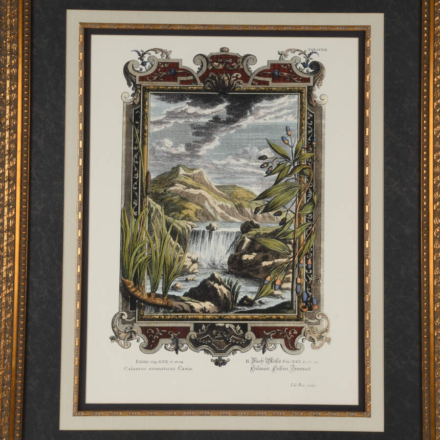 Framed Etching by Johann J. Scheuchzer, Titled "Calamus Aromaticus Casiais"-2