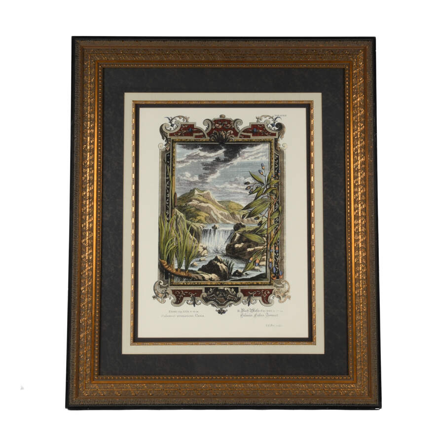 Framed Etching by Johann J. Scheuchzer, Titled "Calamus Aromaticus Casiais"-1