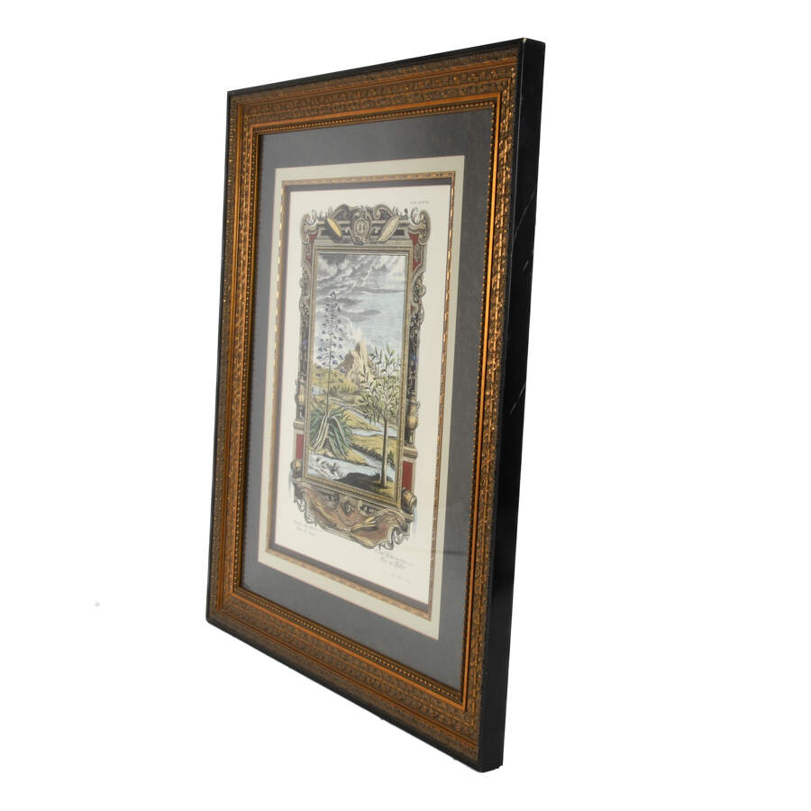 Antique Etching by Johann J. Scheuchzer, After Prinz, "Aloe and Aquas"-4