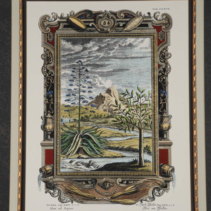 Antique Etching by Johann J. Scheuchzer, After Prinz, "Aloe and Aquas"-3