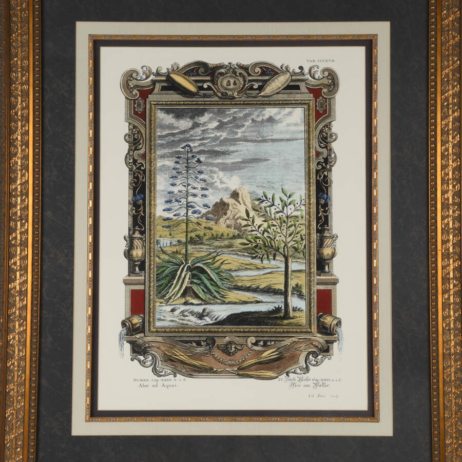 Antique Etching by Johann J. Scheuchzer, After Prinz, "Aloe and Aquas"-2