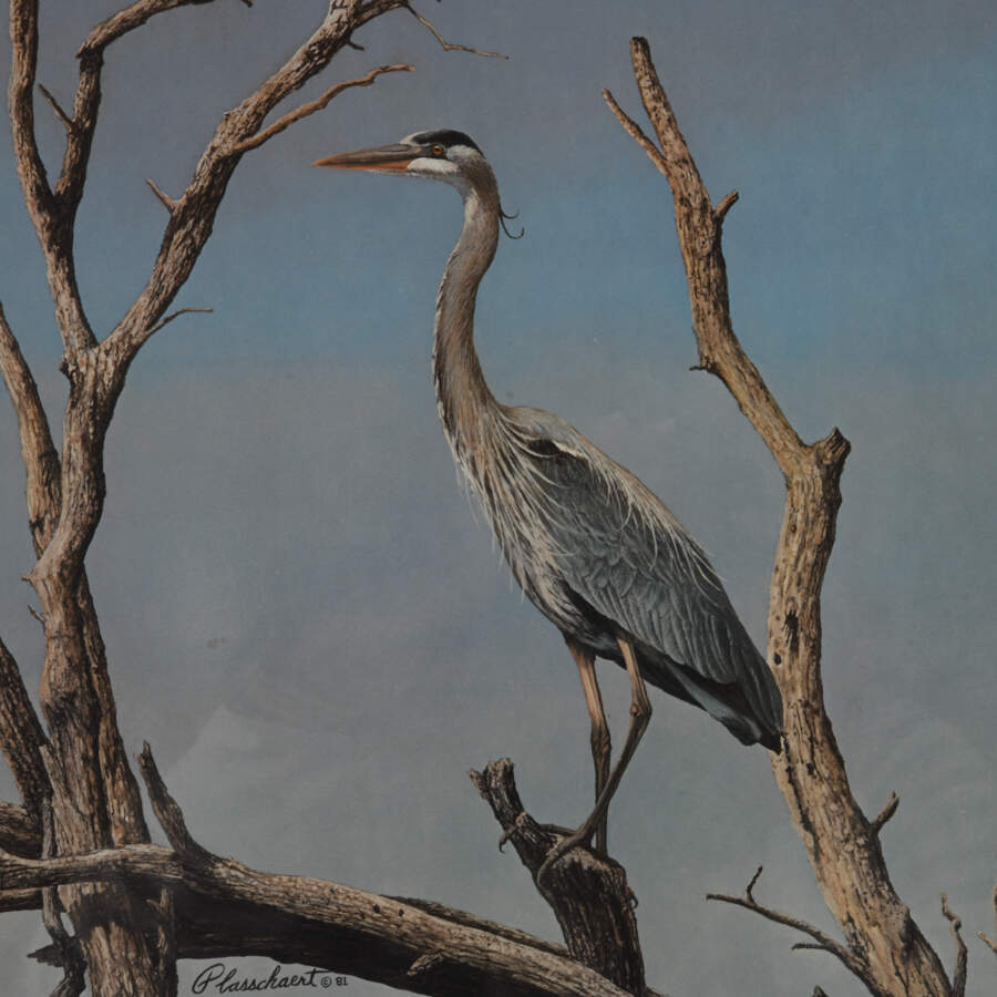 Framed Print of Richard W Plasschaert's "Great Blue Heron" Numbered 158/750-3