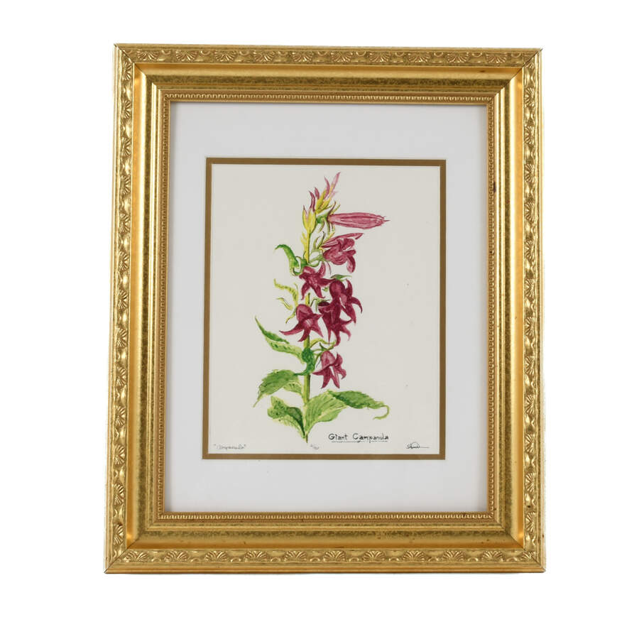 Framed S. Kent Watercolor Campanula Flower Limited Edition 4/50-1