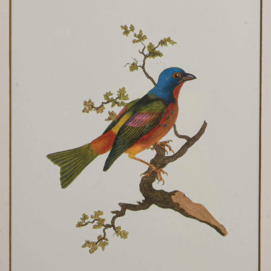 Antique Framed "Painted Bunting" Hand-Colored Engraving by Edward Donovan-2