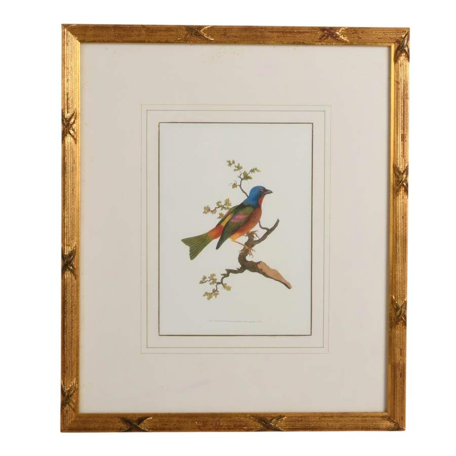 Antique Framed "Painted Bunting" Hand-Colored Engraving by Edward Donovan-1