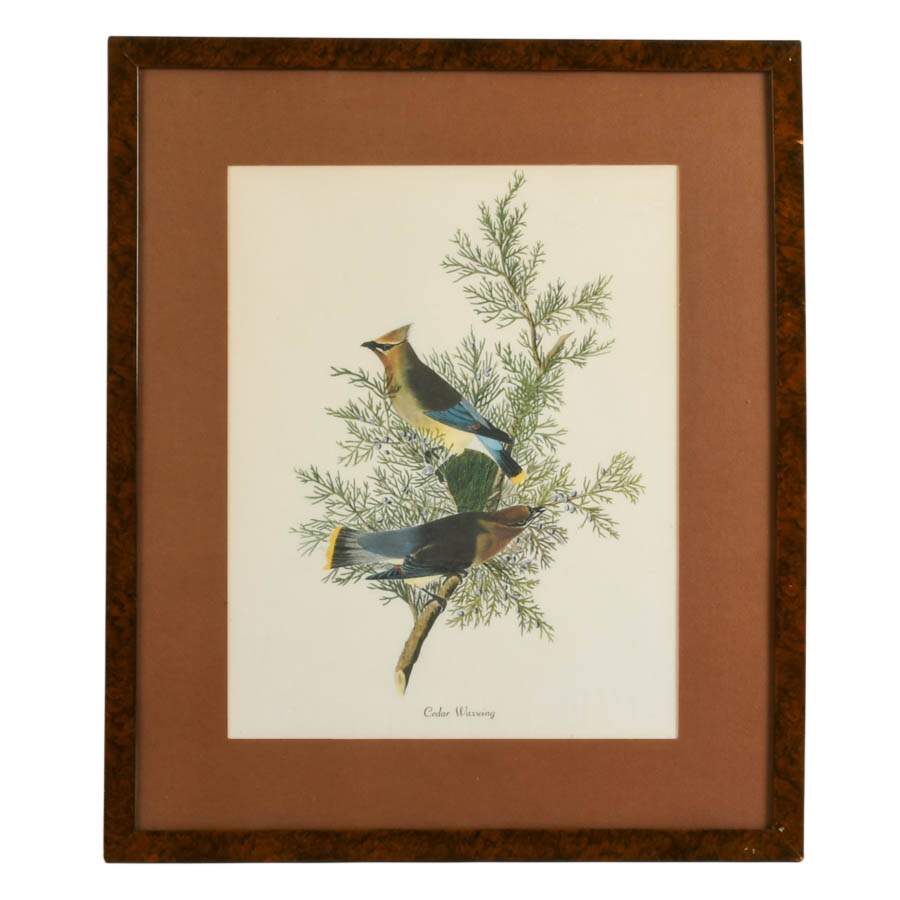 Framed "Cedar Waxwing" Print After John James Audubon-1