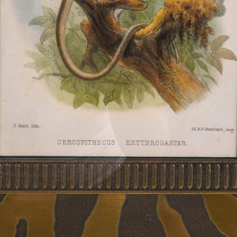 "White-Throated Guenon" Print After Joseph Smit & Printer M.&N. Hanhart-3