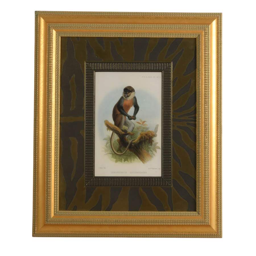 "White-Throated Guenon" Print After Joseph Smit & Printer M.&N. Hanhart-1