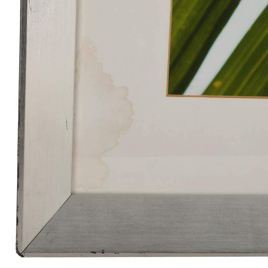 Framed Tropical Palm Leaf Frond Macro Photograph-4