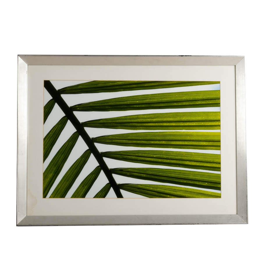 Framed Tropical Palm Leaf Frond Macro Photograph-1