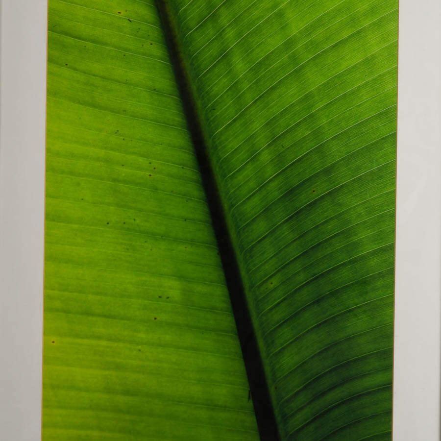 Framed Green Banana Leaf Macro Photograph-3
