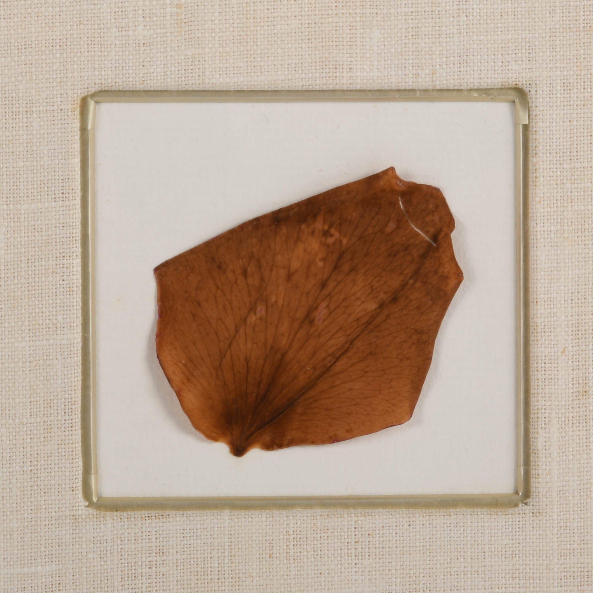 Framed Pope John Paul II Memento with Rose Petal-3
