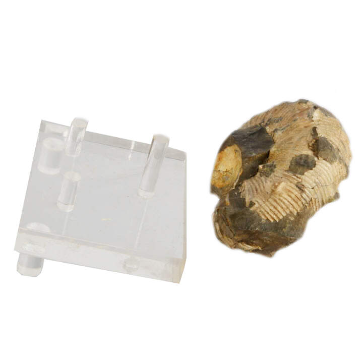Fossilized Scaphite on Acrylic Stand-8