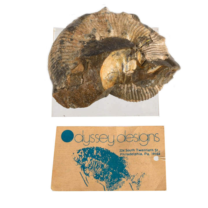 Fossilized Scaphite on Acrylic Stand-6
