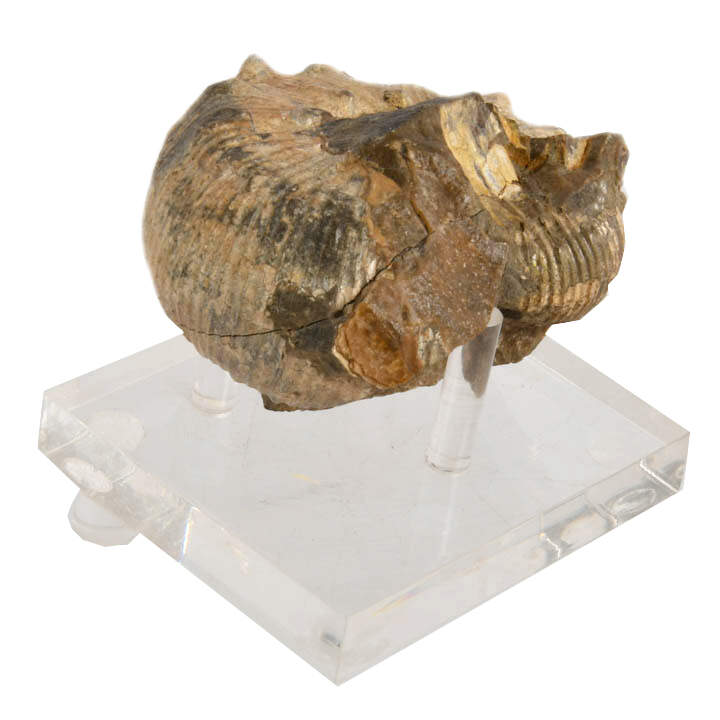 Fossilized Scaphite on Acrylic Stand-4