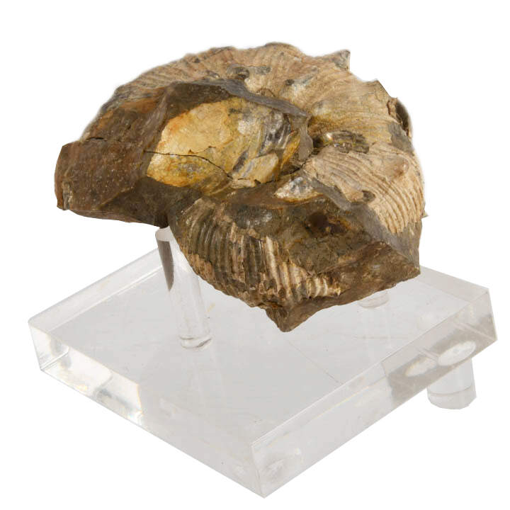 Fossilized Scaphite on Acrylic Stand-2