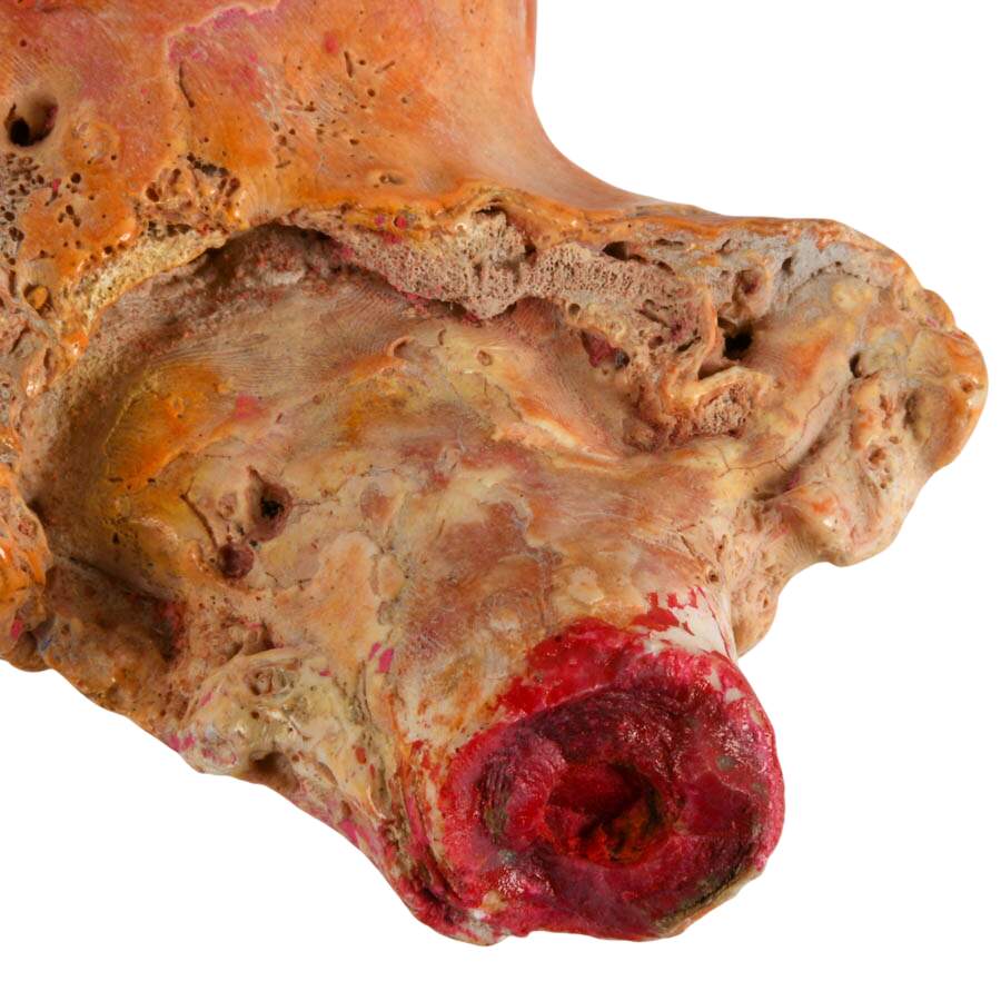 Fossilized Natural Red Coral Branch Specimen-5