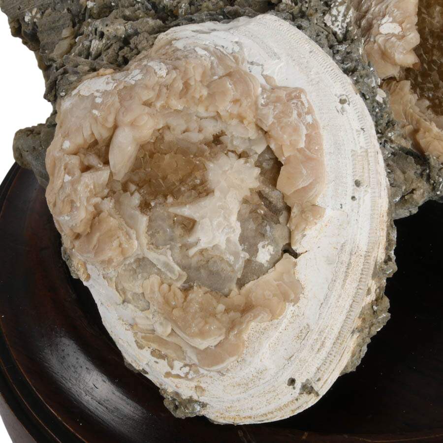 Ruck's Pit Fossilized Clams Specimen with Honey Calcite Crystals on Base-4