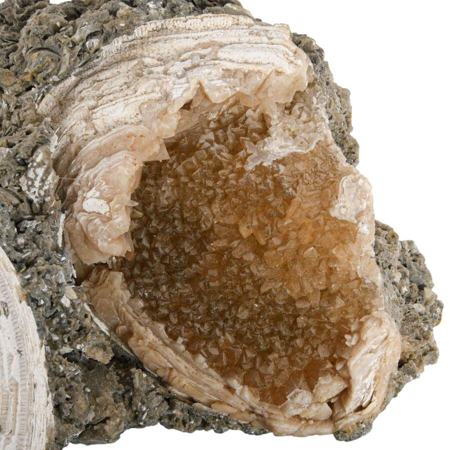Ruck's Pit Fossilized Clams Specimen with Honey Calcite Crystals on Base-3