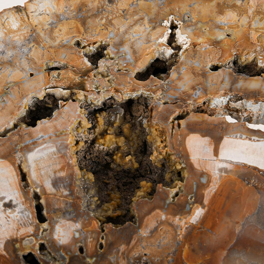 Polished Slice of Petrified Wood Fossil-6