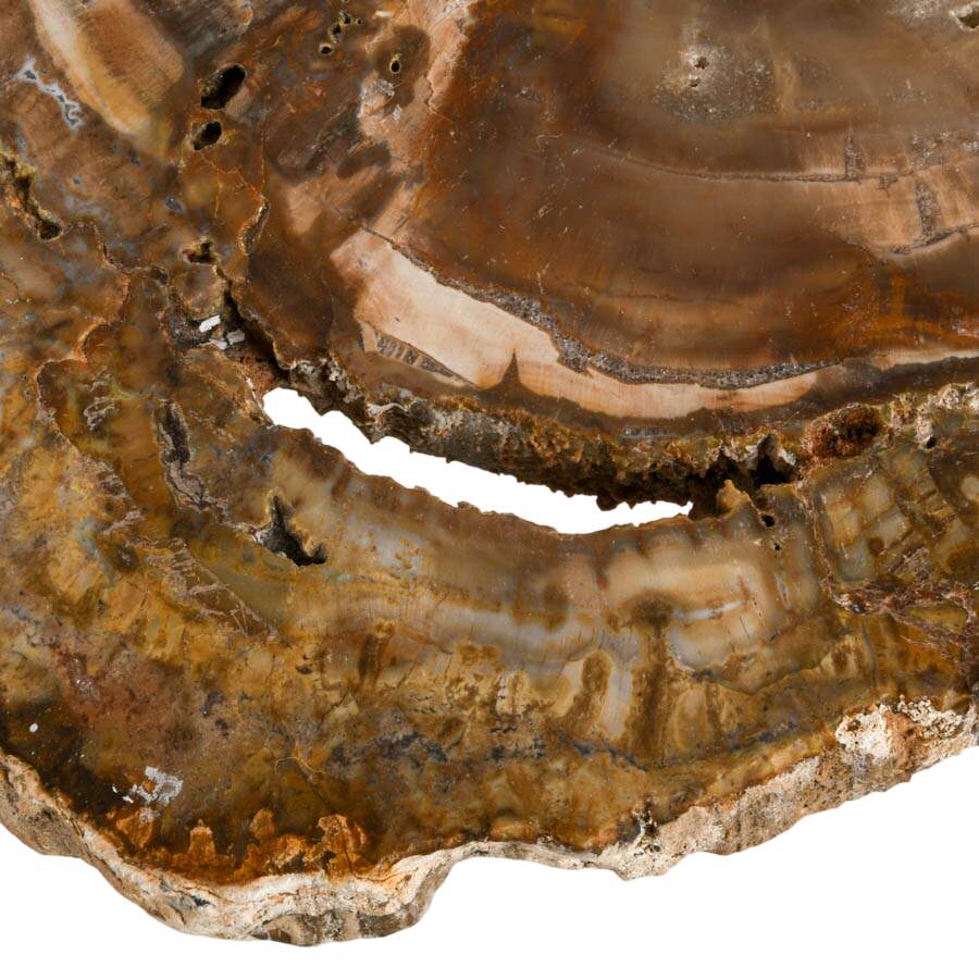 Polished Slice of Petrified Wood Fossil-4