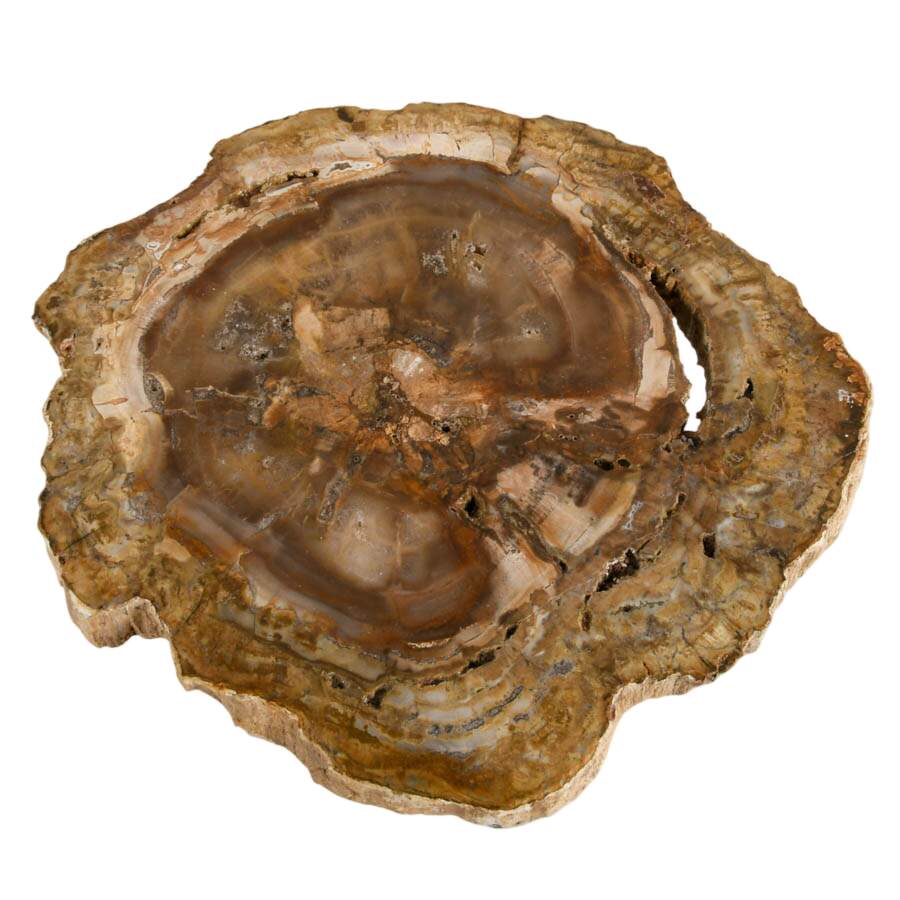 Polished Slice of Petrified Wood Fossil-3