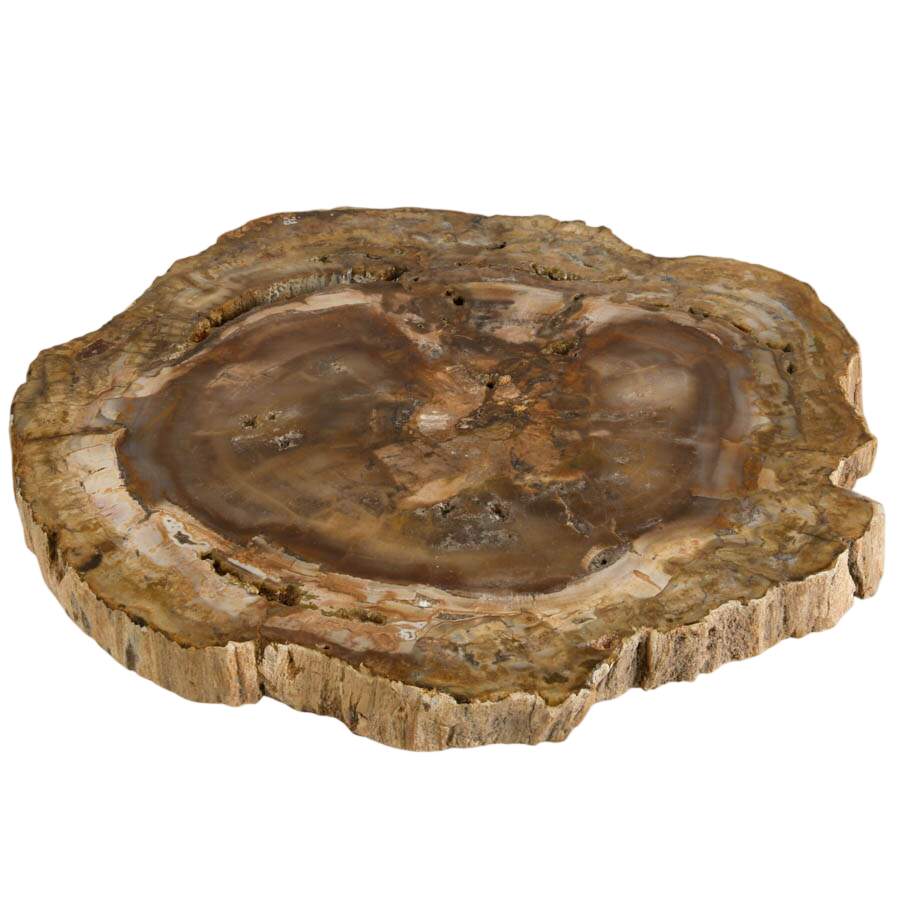Polished Slice of Petrified Wood Fossil-2