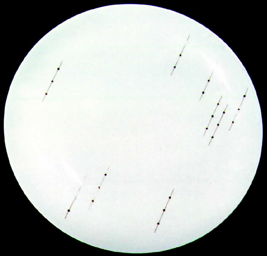 ARZ32 Dinner Plate by Arzberg-1