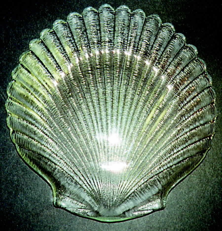 Coquillage Salad Plate by Arcopal-1