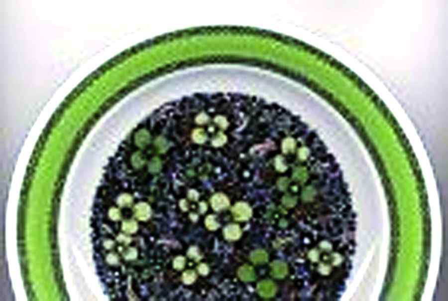 ARZ175 Salad Plate by Arzberg-1