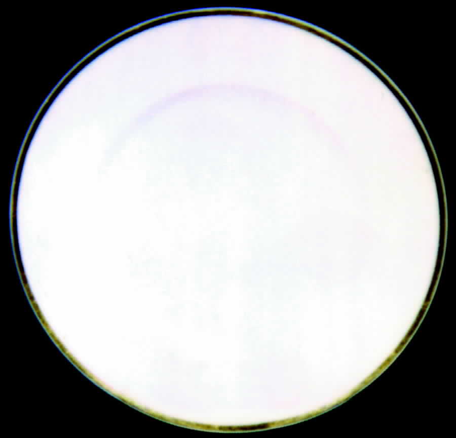 BER66 Dinner Plate by Bernardaud-1