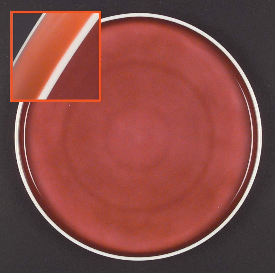 Chromatics Red Lavender Dinner Plate by Block-1