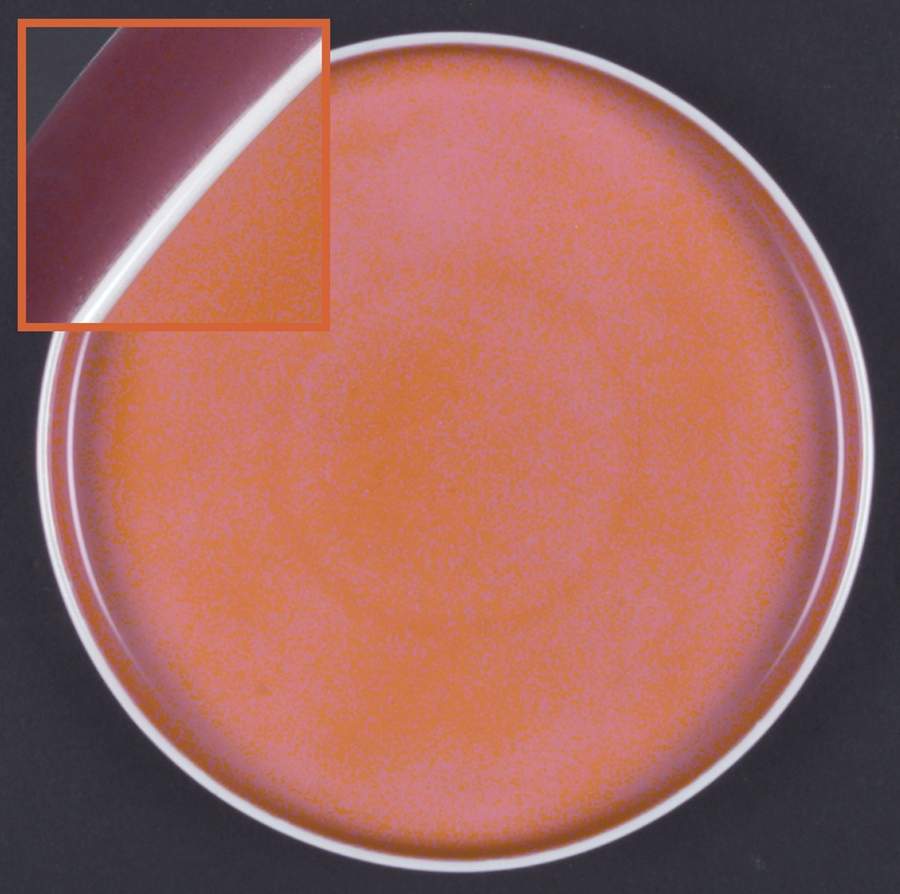Chromatics Red Lavender Salad Plate by Block-1