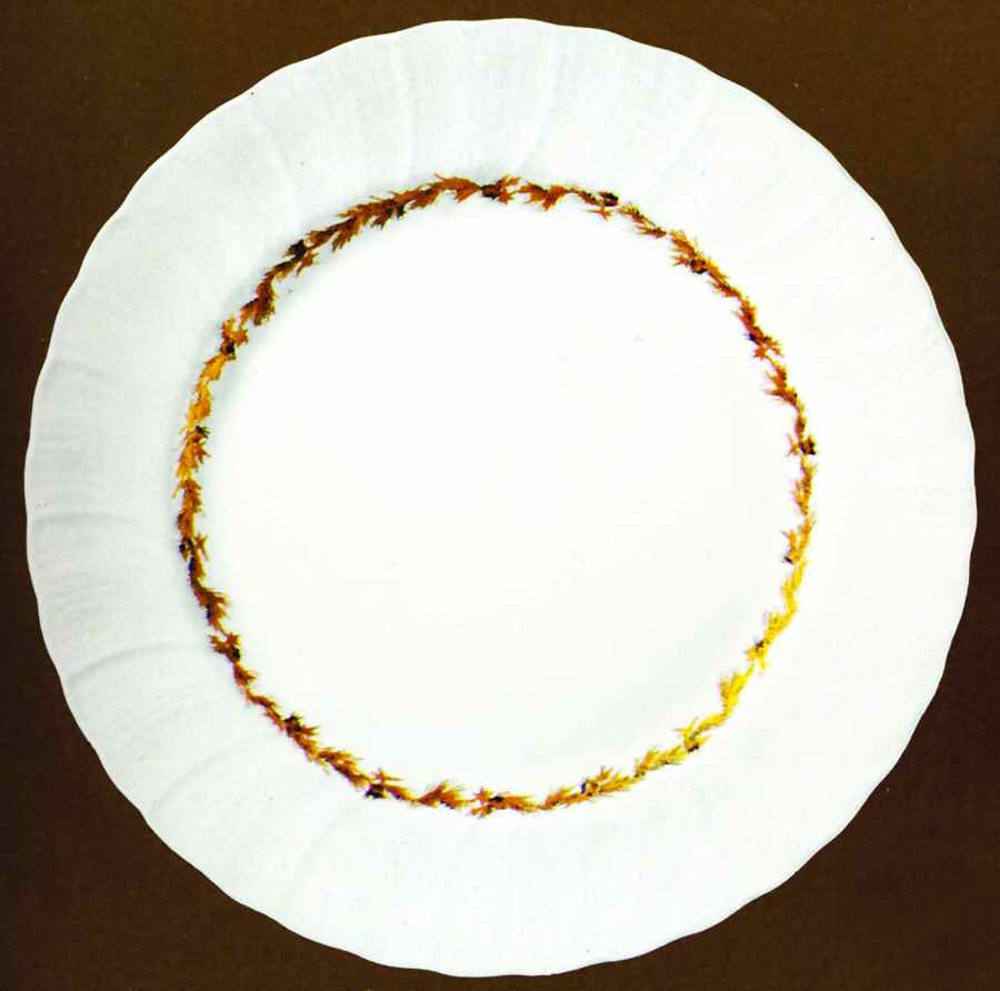 Chardons Dores Large Dinner Plate by Bernardaud-1