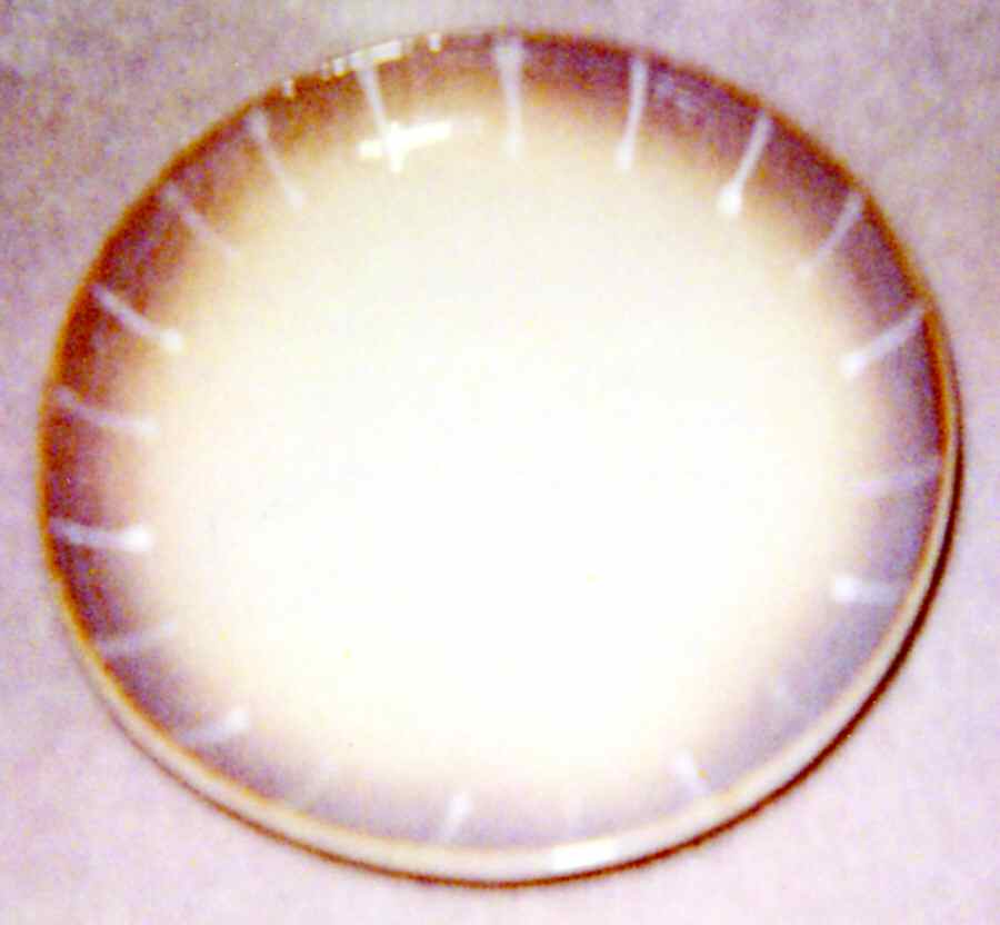 Halo Collection Salad Plate by Baum Brothers-1