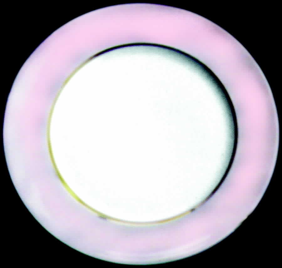 CHF221 Dinner Plate by Charles Field Haviland-1
