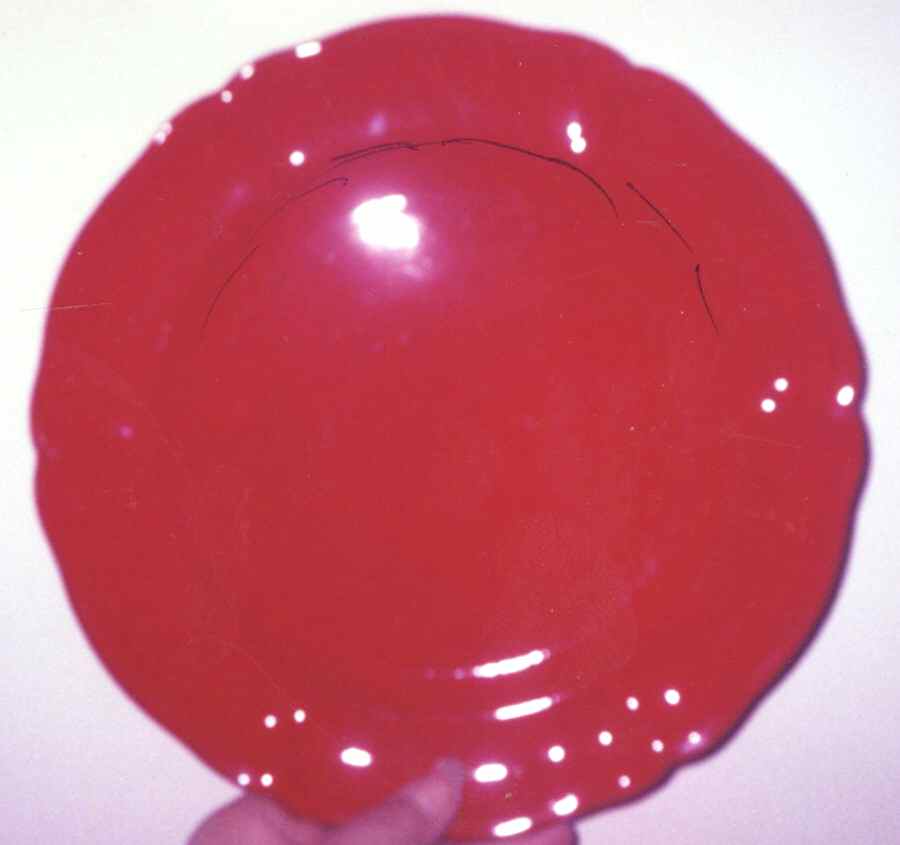 CAG8 Dinner Plate by Cantagalli-1