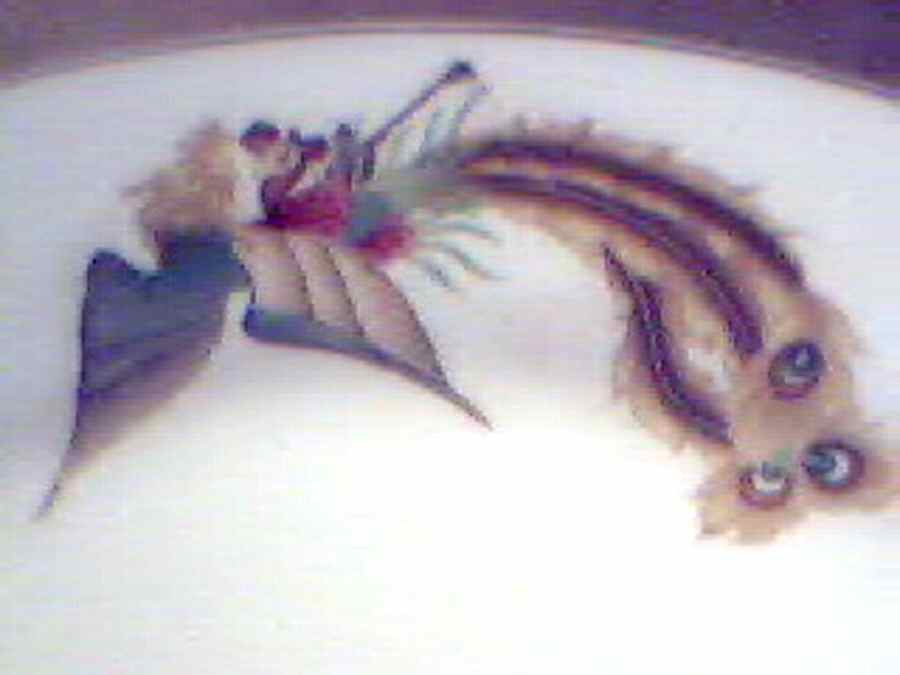 CX384 Dinner Plate by China (Made in China)-1