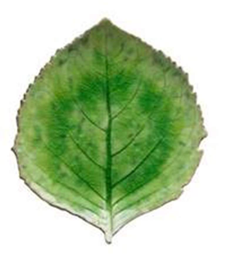 Riviera Tomate (Emerlad Green) 8" Leaf Dish by Costa Nova China-1